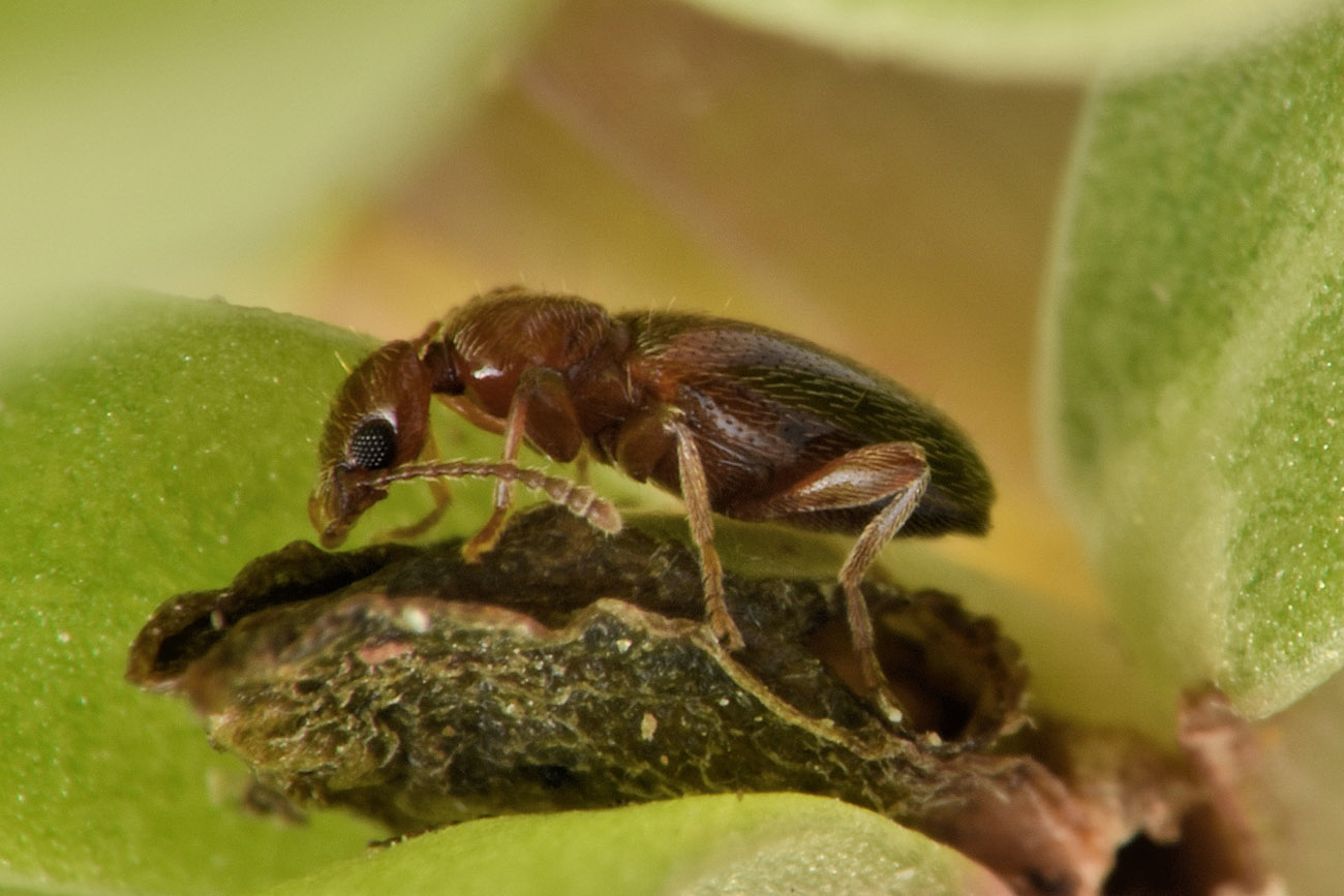 Anthicidae: Cyclodinus minutus